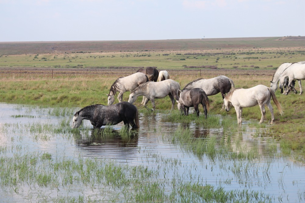 Pure bred percheron sport horses018.jpg